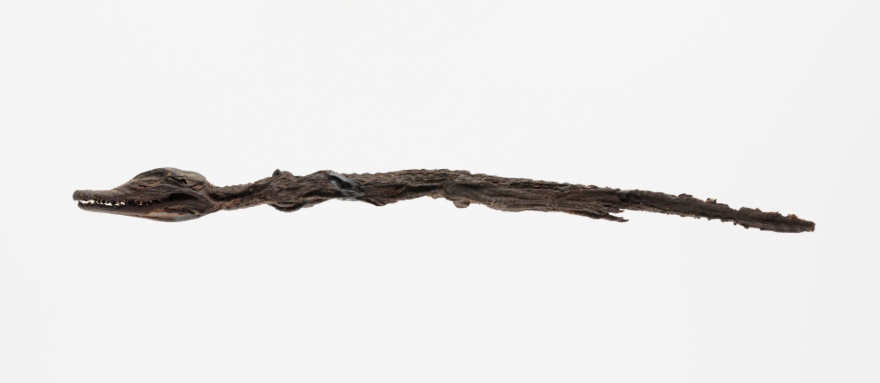 The Nicholson Museum's mummified baby crocodile