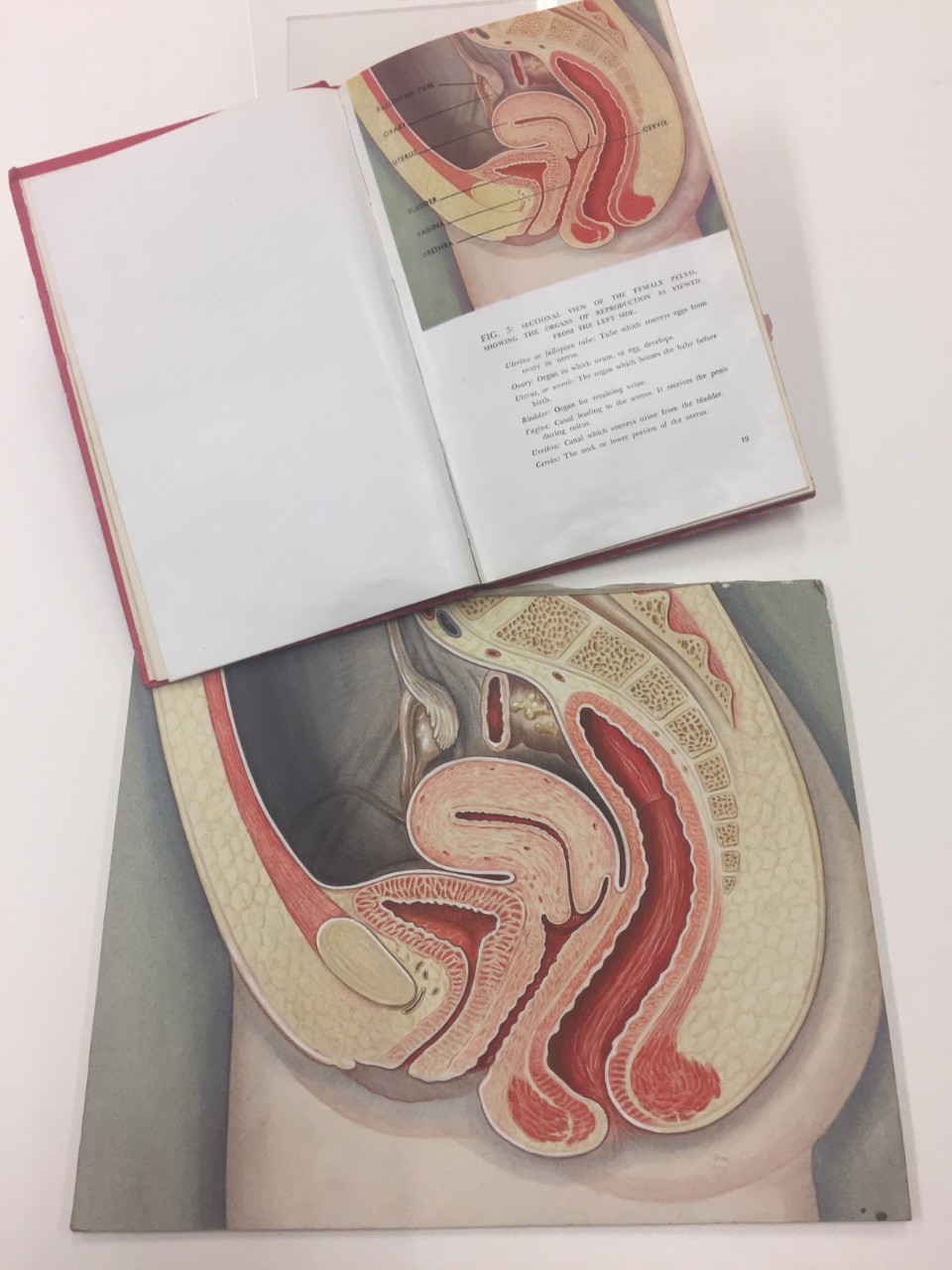 Original illustration from David Farrell’s Sex Education in Pictures 