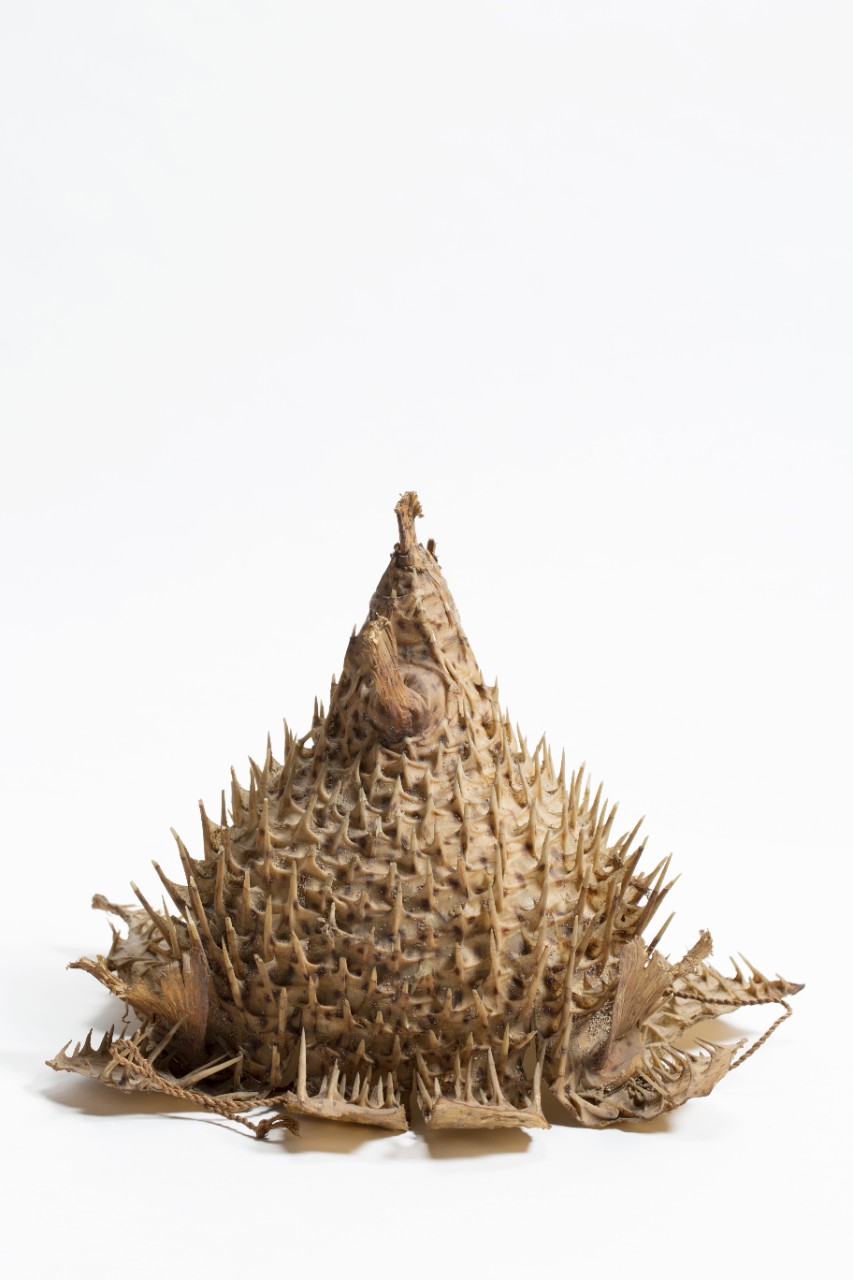 Close up shot of a pufferfish helmet made of fish skin and plant fibre