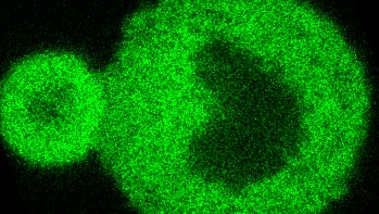 Nanoscale 3D image of protein condensates interacting.