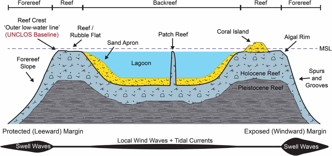 Cross-section of coral