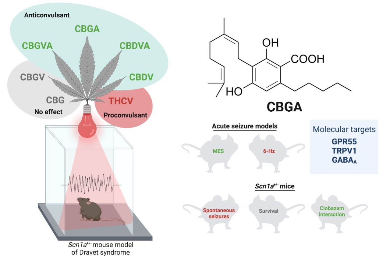 Cannabigerolic acid (CBGA), cannadivarinic acid (CBDVA), cannabidivarin (CBDV) and cannabigerovarinic acid (CBGVA) reduce seizures in a mouse model of intractable epilepsy. 