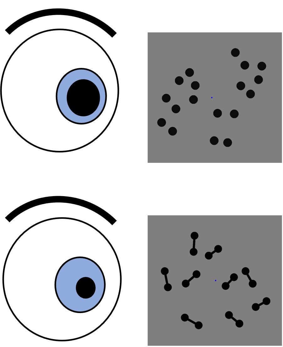 A diagram encapsulating the experiment.