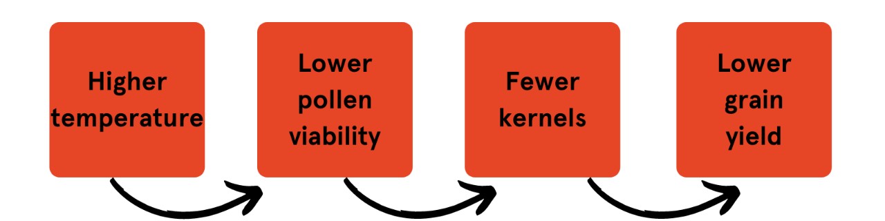 Diagram showing the relationship between CO2, temperature and grain yield