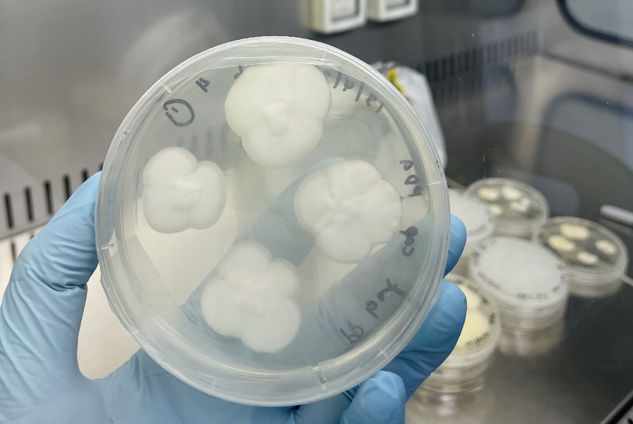 Engyodontium album. Image: Amira Samat.