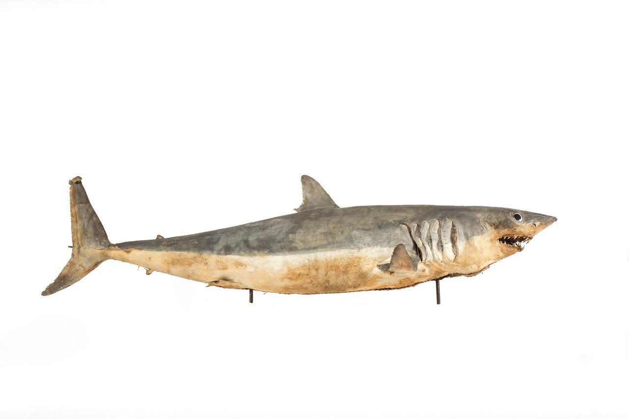 Shortfin mako shark.