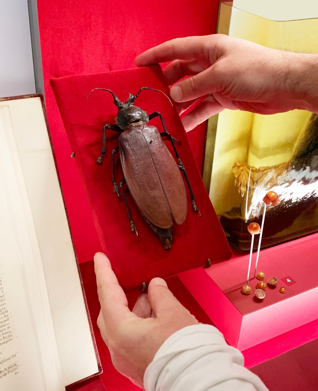 Titanus giganteus (Linnaeus, 1771)