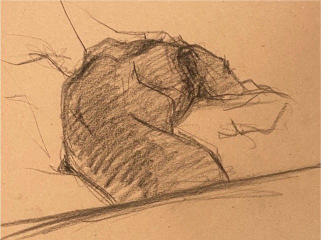 Life drawing of a greyhound by Charlie Tapper