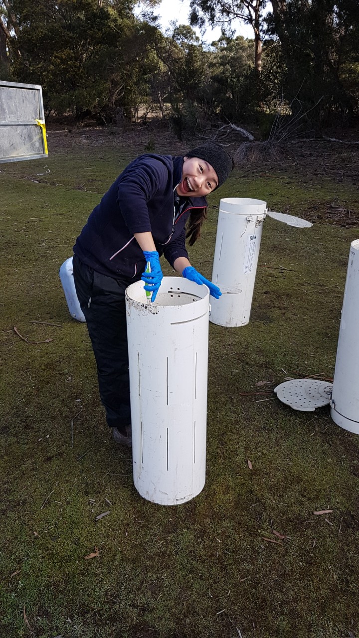 Rowena cleaning PVC pipe Tasmanian devil trap.