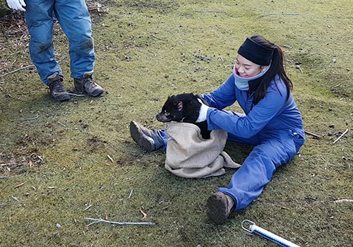 Rowena Chong releasing Tasmanian Devil