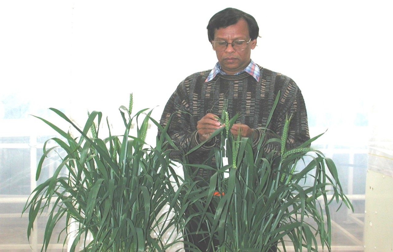 Dr Ahmed examining wheat