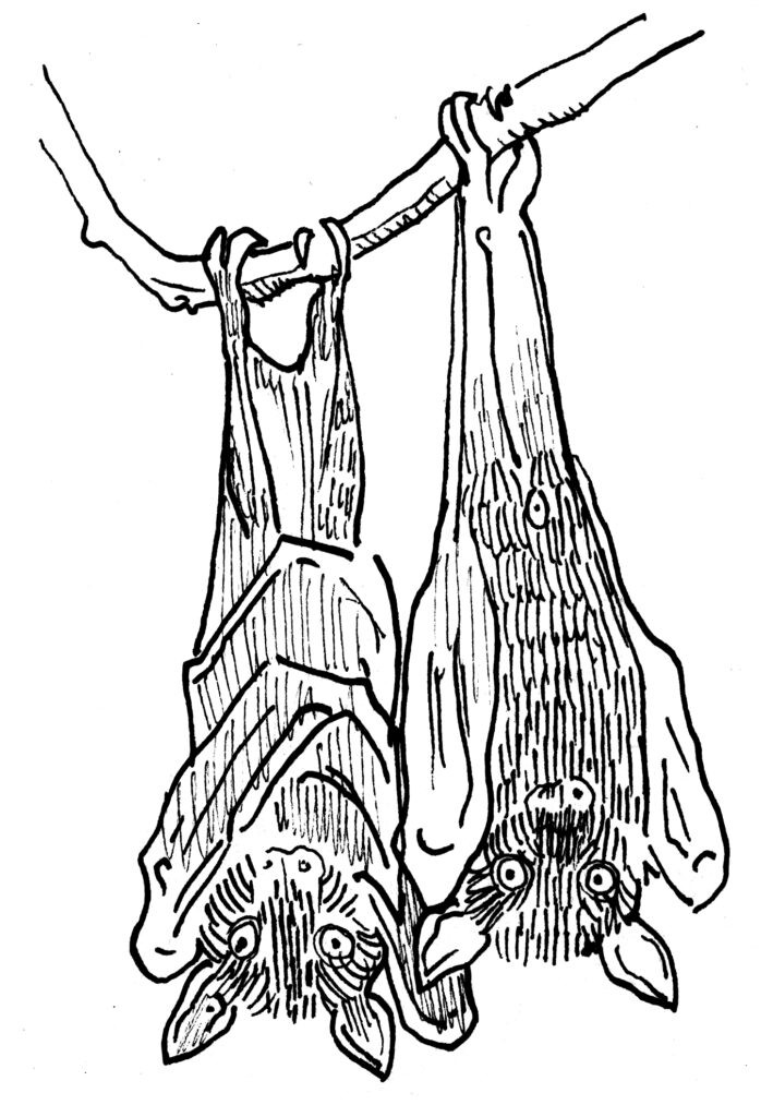 Bats hanging illustration by  Zoë Sadokierski