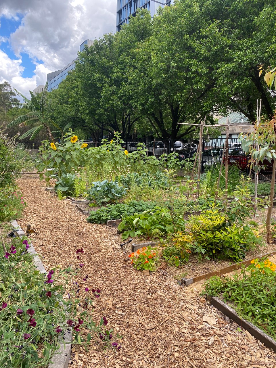 Flowers and plants in the USYD Community Garden