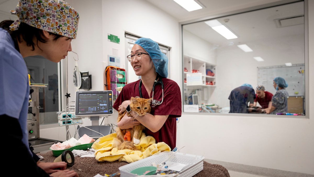 UVTHS staff in scrubs holding ginger colour cat in veterinary clinic.