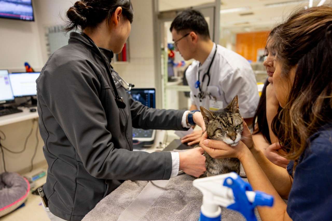 Vet conducting an emergency ultrasound on a tabby cat with the assistance of a nurse and vet students. 