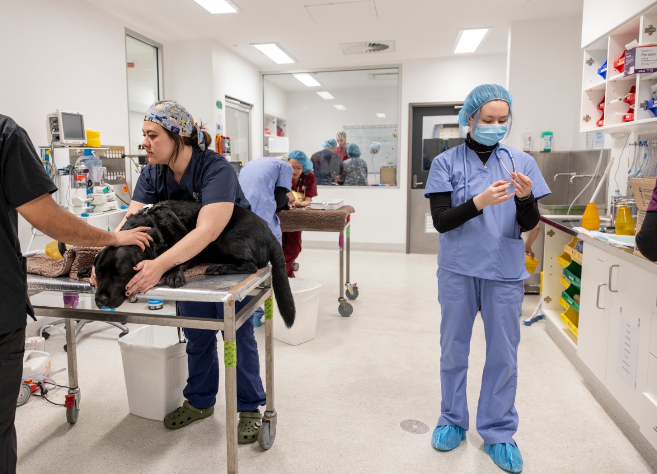 A nurse and vet restraining a black labrador in the emergency room at UVTHS.