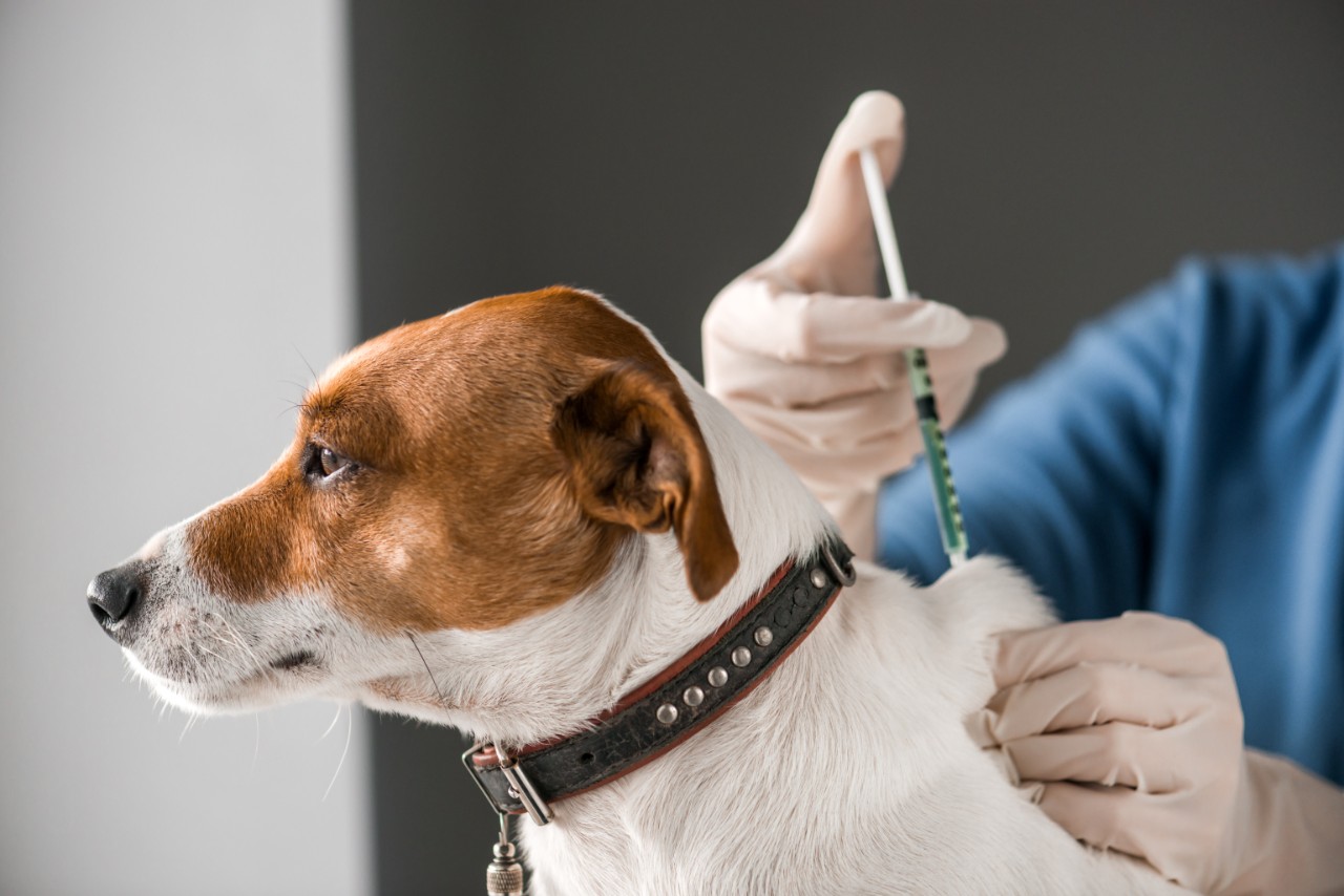 Jack russell dog sitting calmly while being given a vaccination at the UVTHS general practice vet clinic.