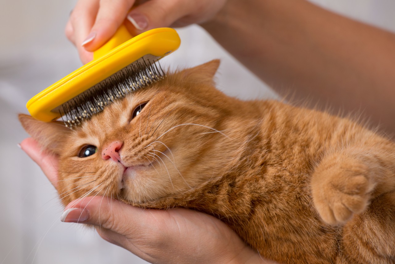 A ginger cat being carefully brushed on the head.