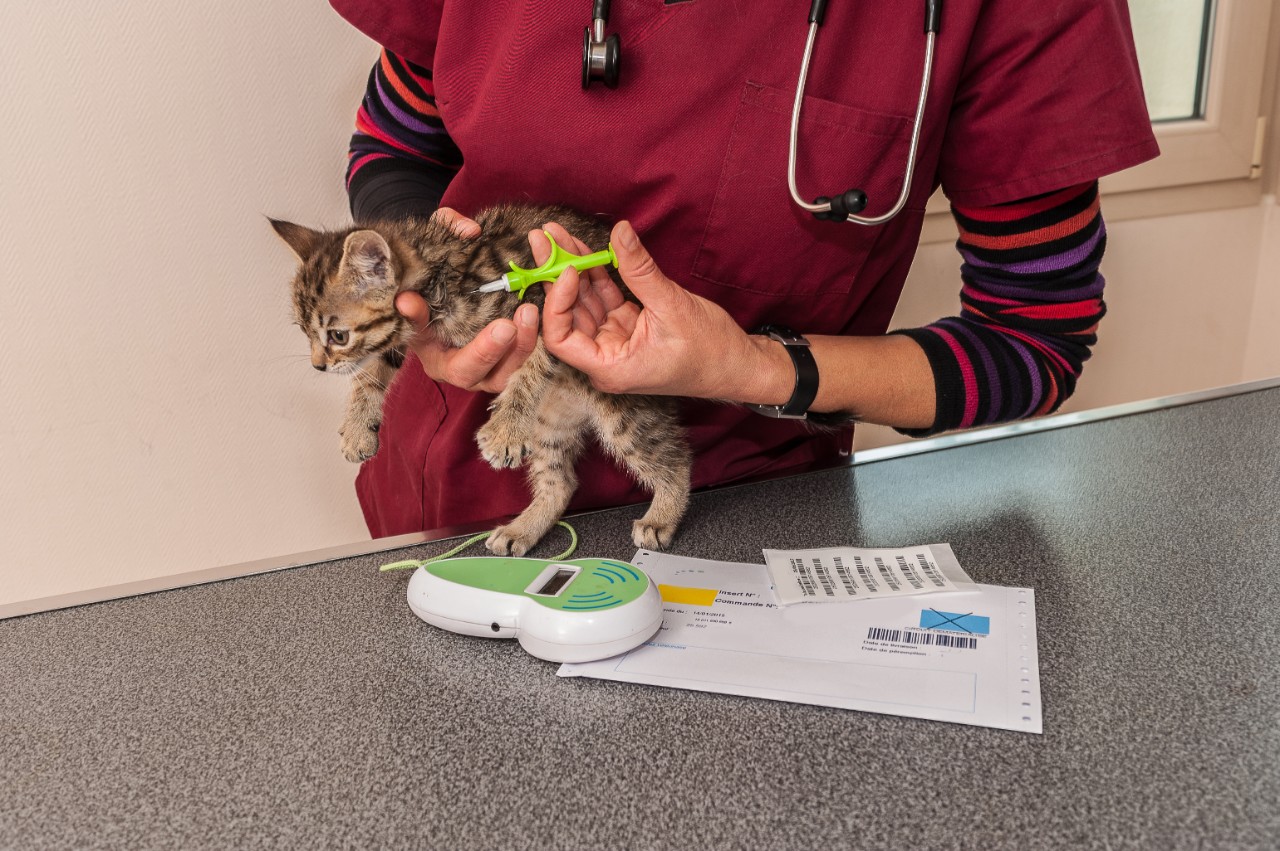 Young kitten being given a vaccination to keep up to date with their kitten vaccination schedule.