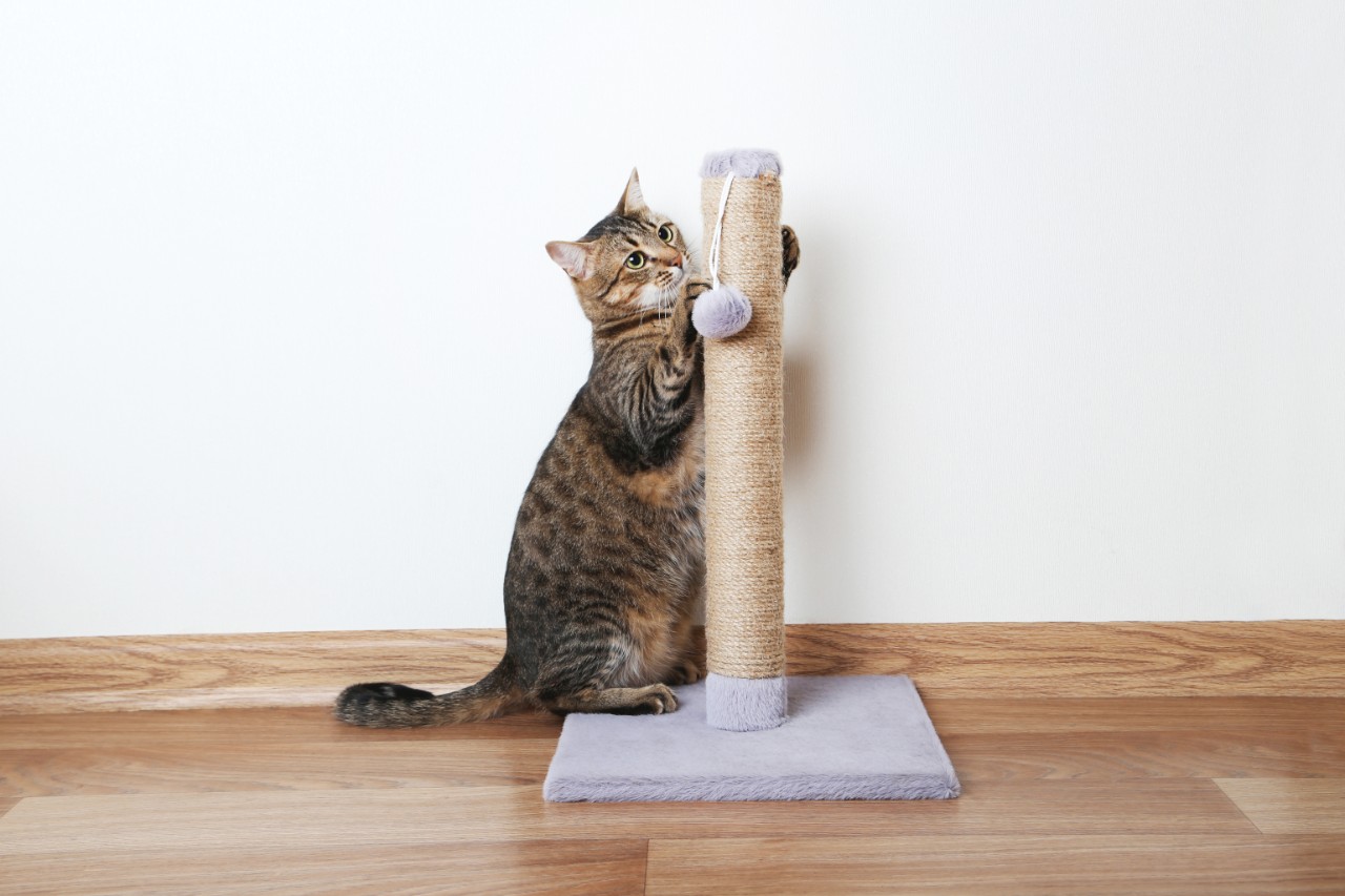 An enquisitive cat using a scratching post.
