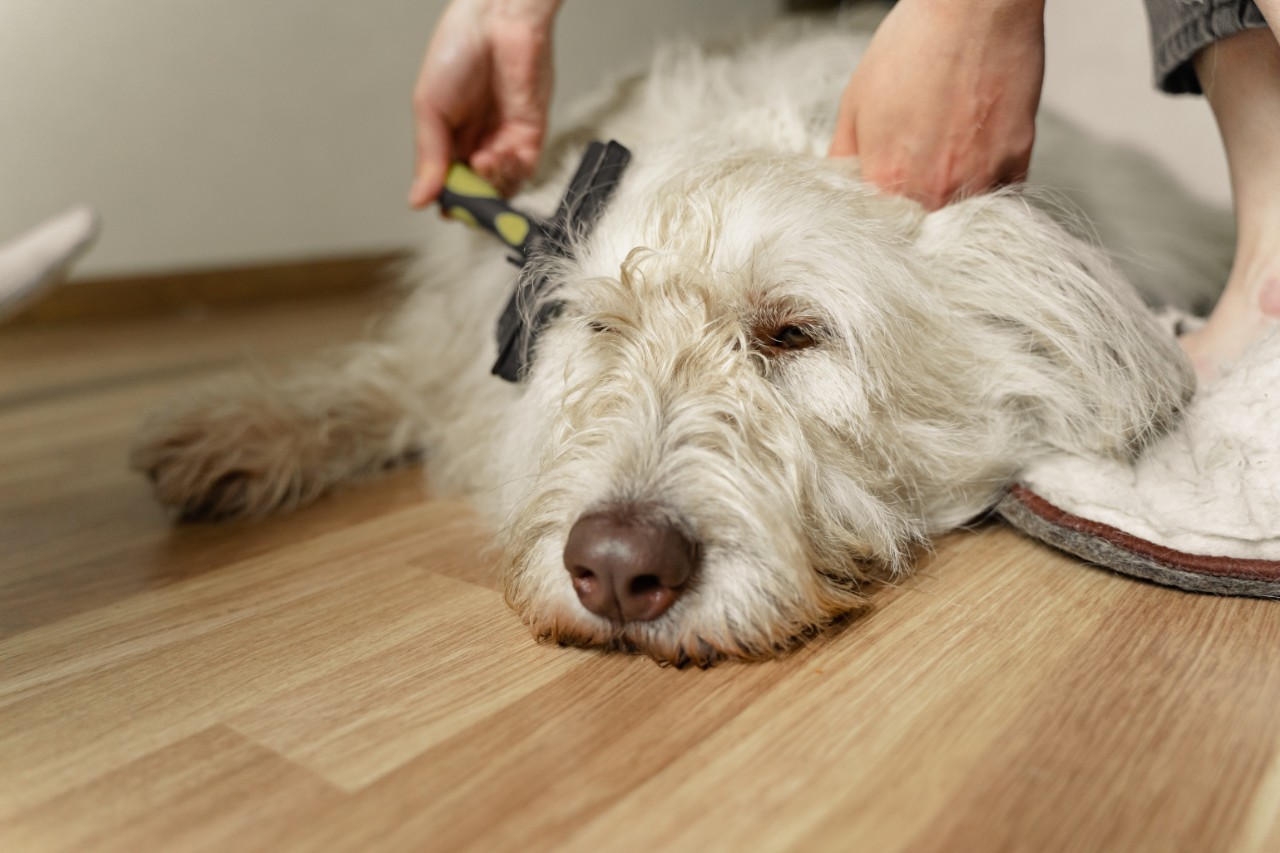 A white, long-haired dog being brushed and checked for fleas.