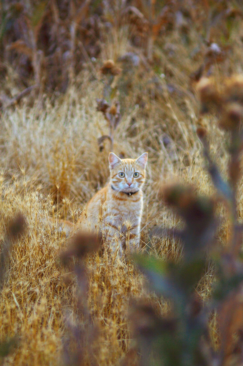A ginger cat sitting in a field.