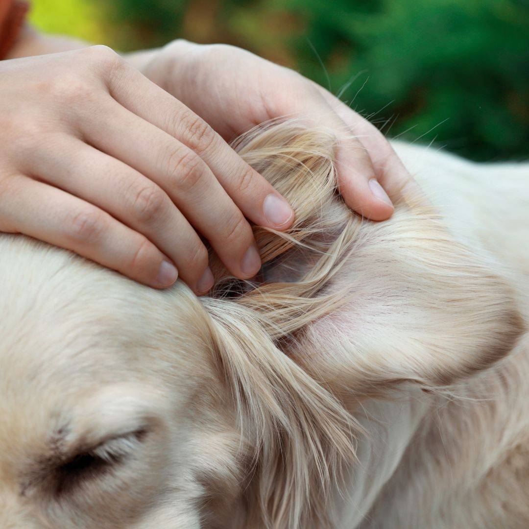 An owner checking around a golden retrievers ears for ticks.