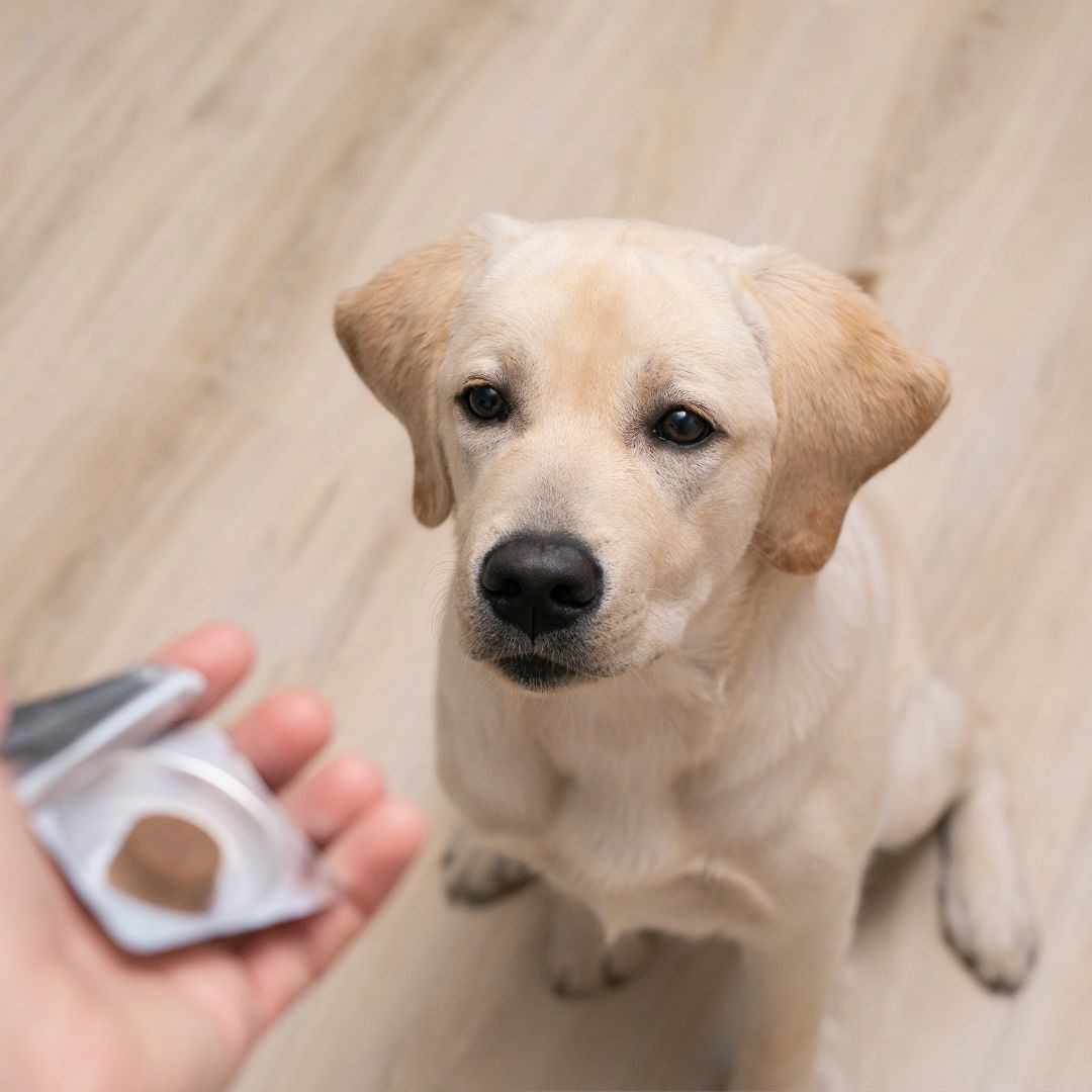 A blonde labrador sitting patiently while waiting for a chewable worming tablet.