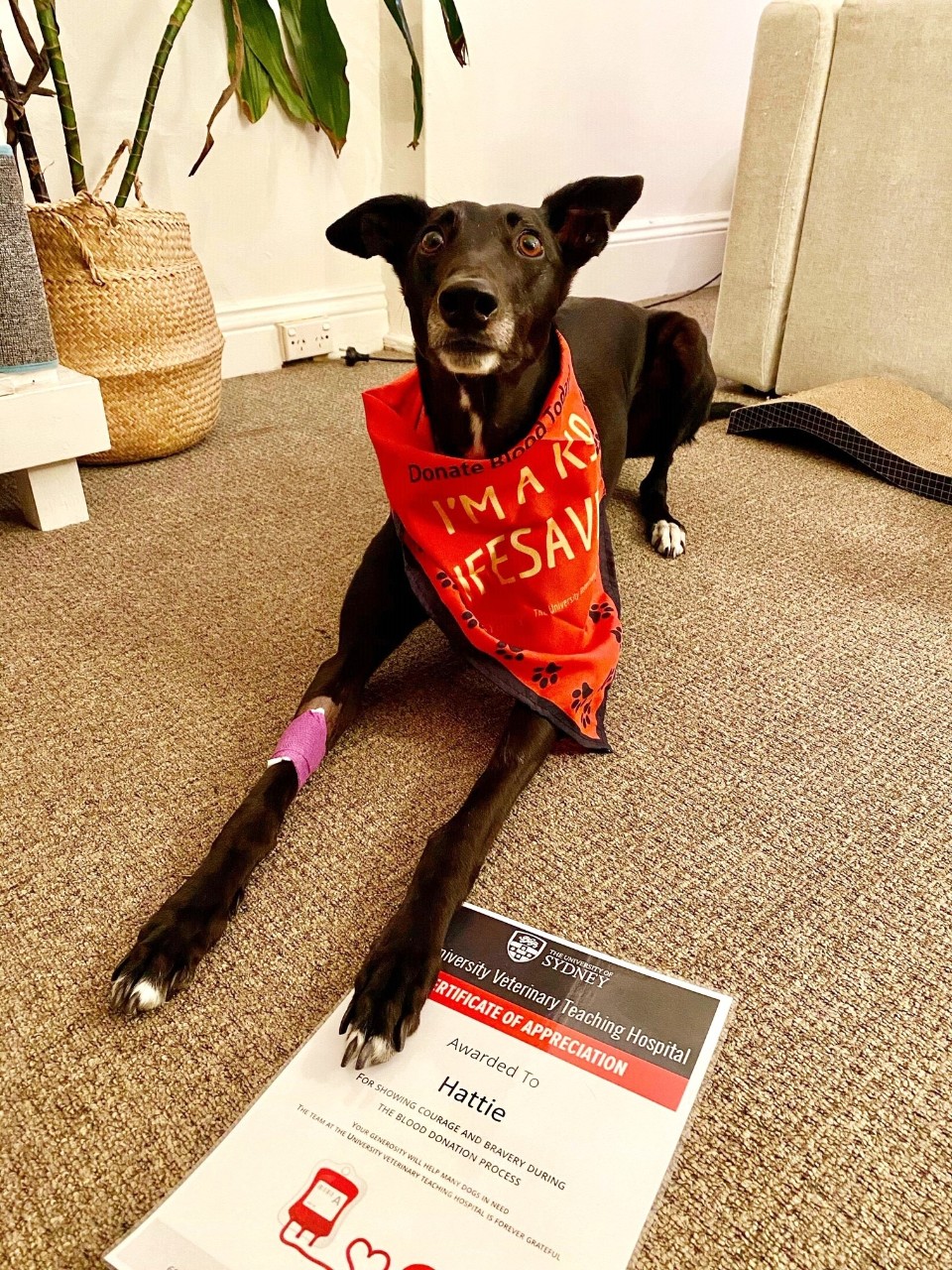 Greyhound hero posing with his certificate after donating life-saving blood to the UVTHS blood bank.