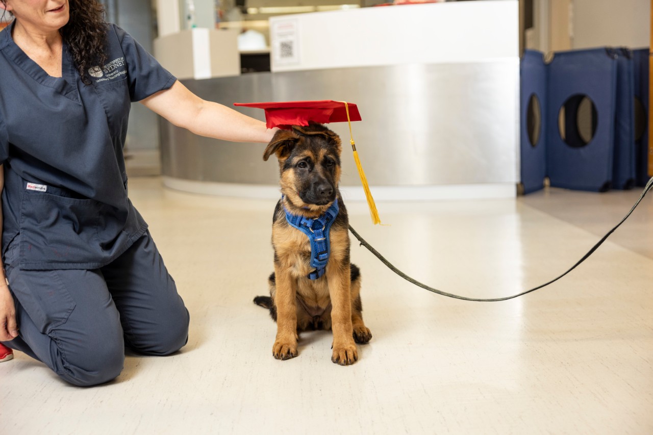 German shepherd puppy graduating from puppy school, wearing a red academic graduation cap. 