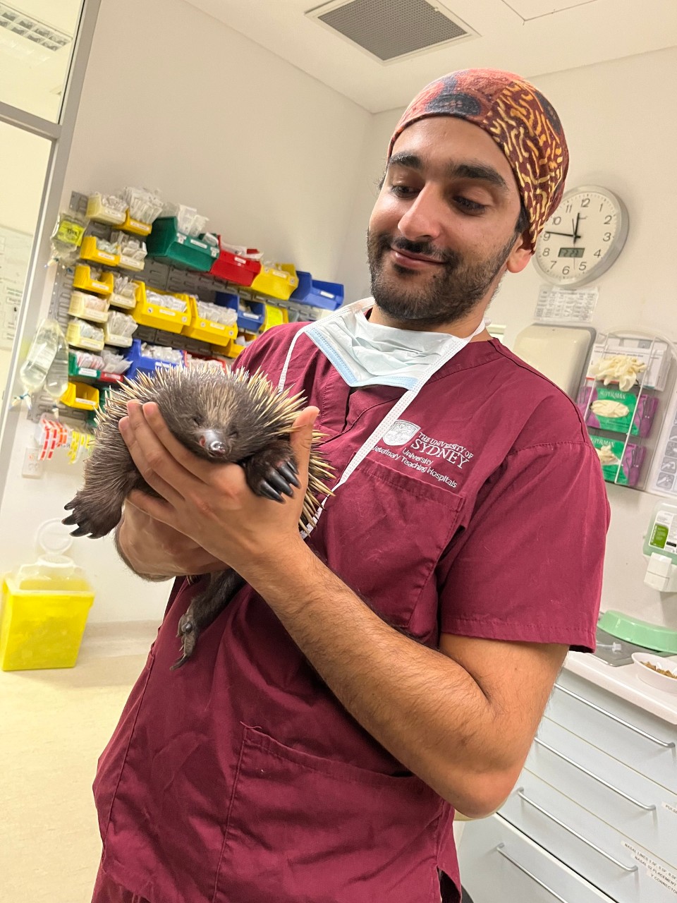 Surgery resident, Dr Jason Makar, holding an injured echnidna.