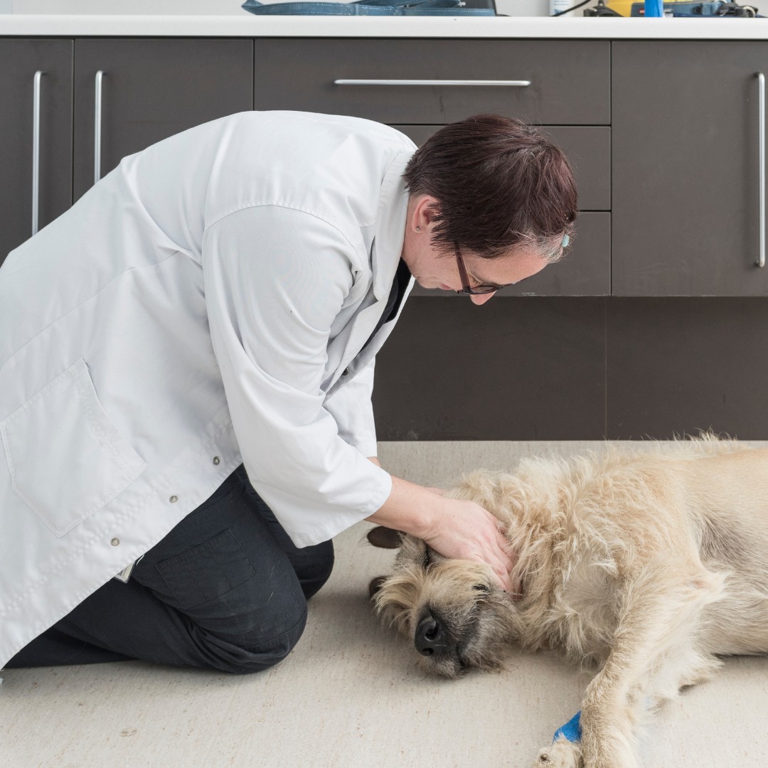 A senior dog lying comfortably on a consult room floor while being examined by a UVTHS veterinarian.