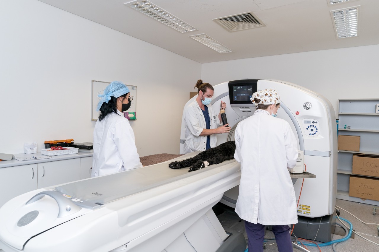 Three members of staff conducting a CT on a black dog and managing the emergency anaesthesia.
