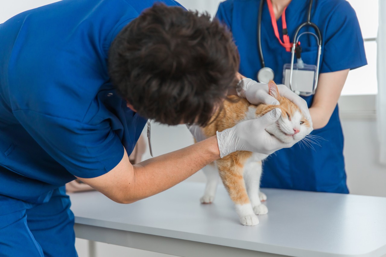 UVTHS veterinarian and student checking skin on the face of a ginger and white cat.