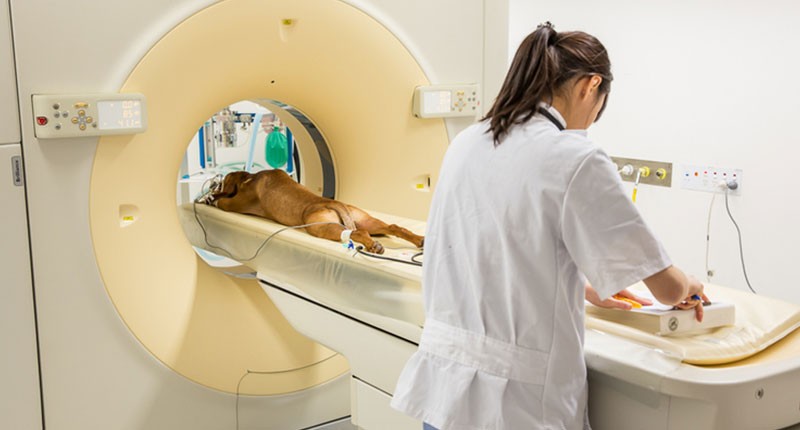 Veterinarian performing a CT on a dog for digital diagnostic imaging.