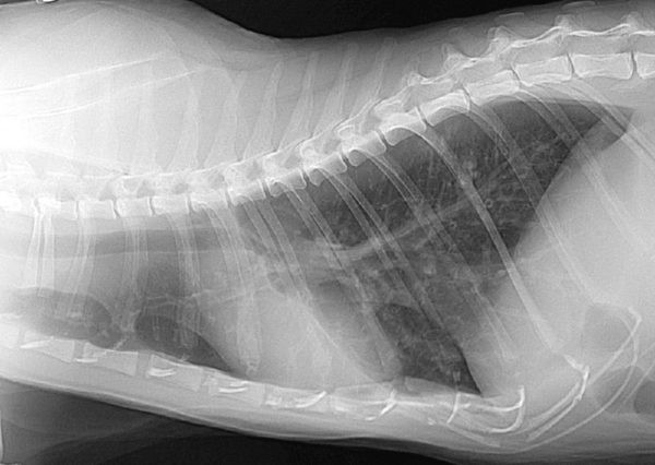Digital radiography to enhance standard x-ray diagnosis of feline asthma.