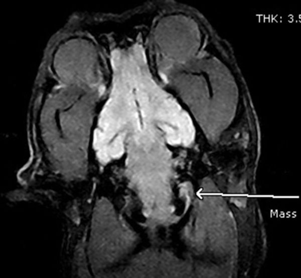 MRI image of a dog's brain.
