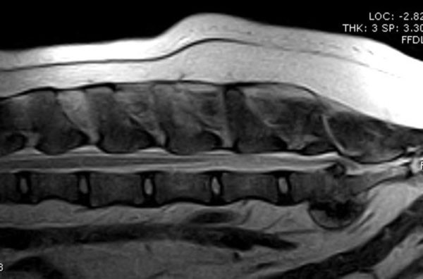 MRI image of a dog's lumbosacral spine.