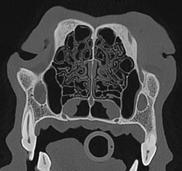 Computed tomography or CT of a dog nose.