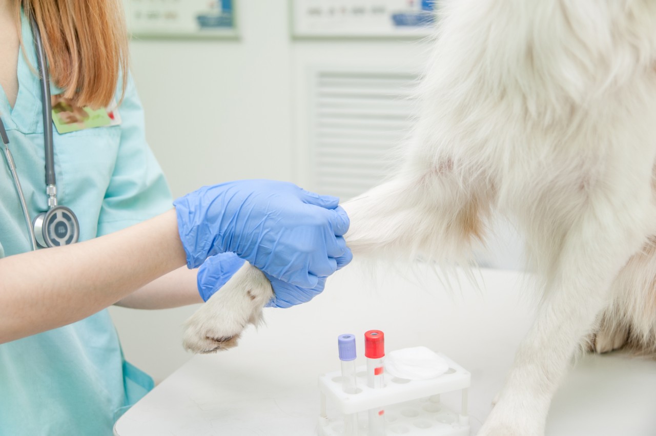 White long-haired dog preparing to give blood sample.