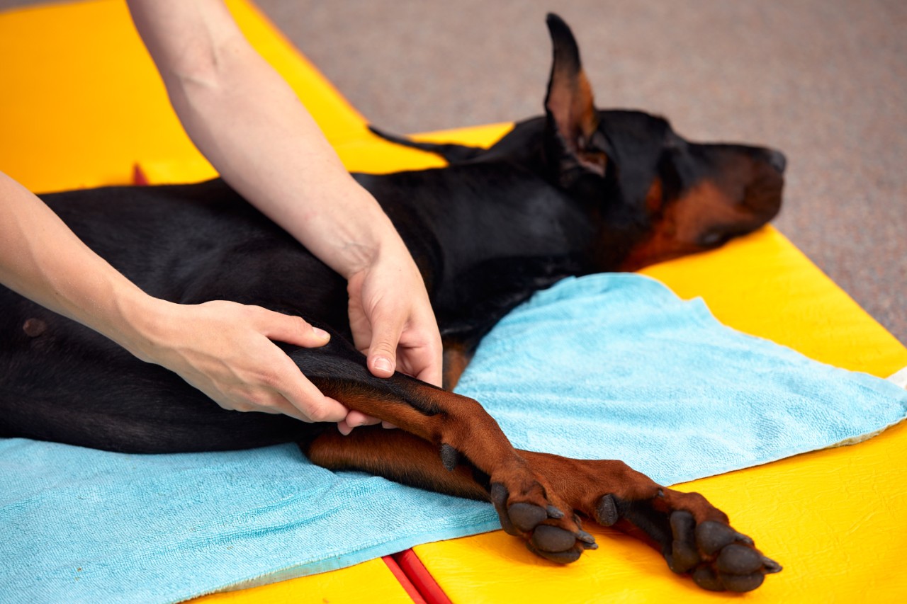 Rehabilitation therapy being performed on a black and brown dog following an injury.