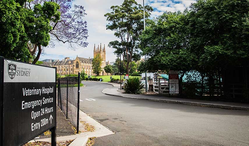 Entry to University Veterinary Teaching Hospital with University of Sydney in the background.