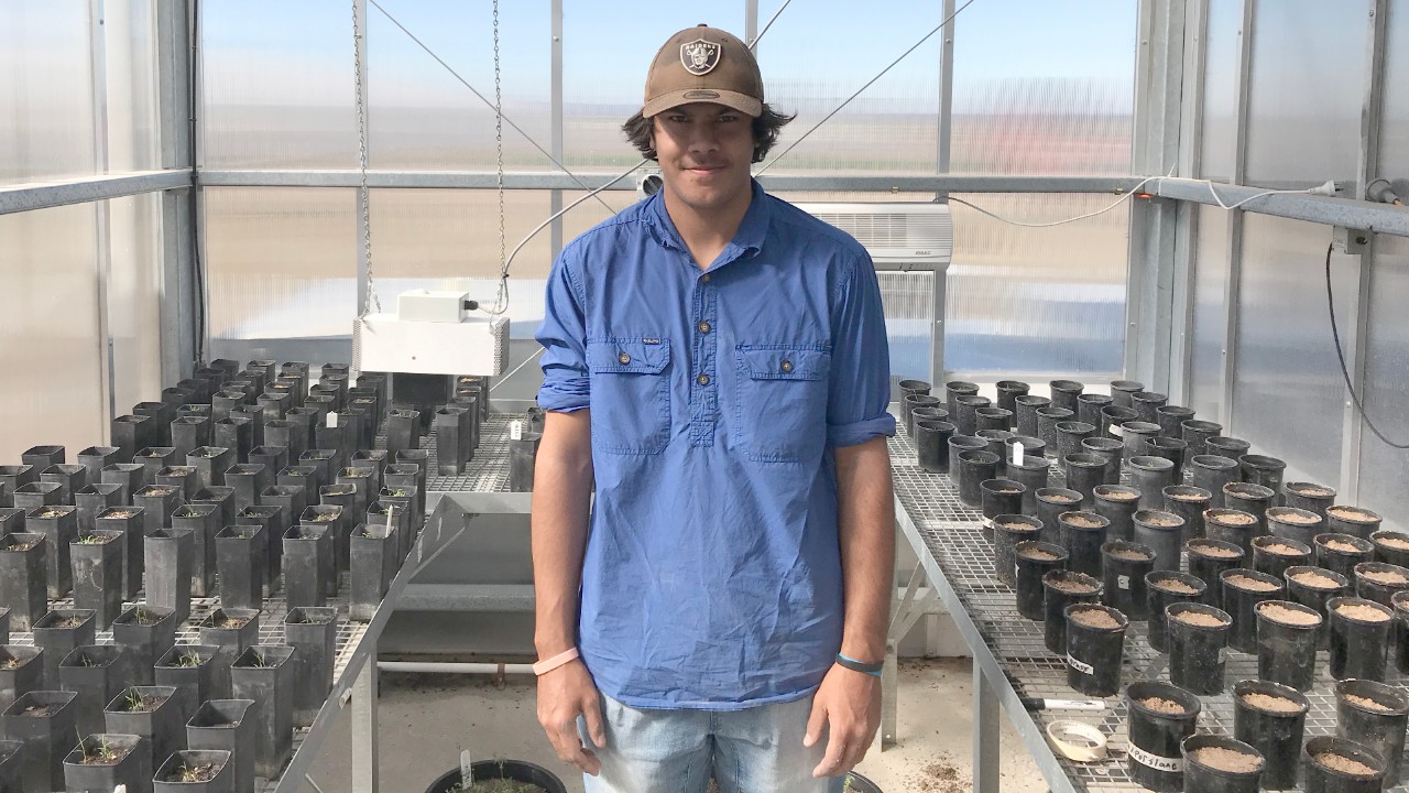 Callum Craigie in one of the Narrabri greenhouses. 