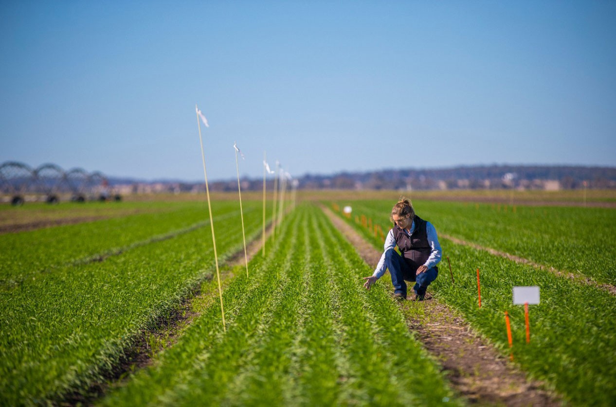 Field research at Narrabri.
