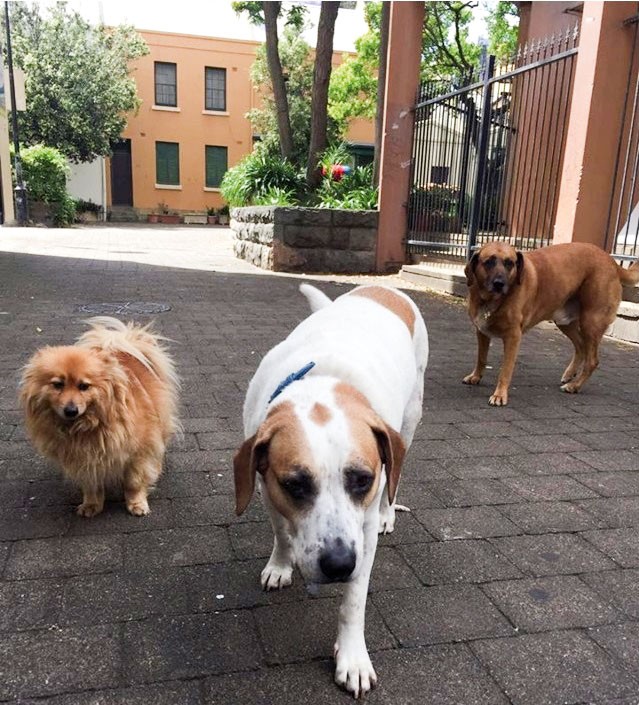 Canine patients visit the HopeStreet clinic