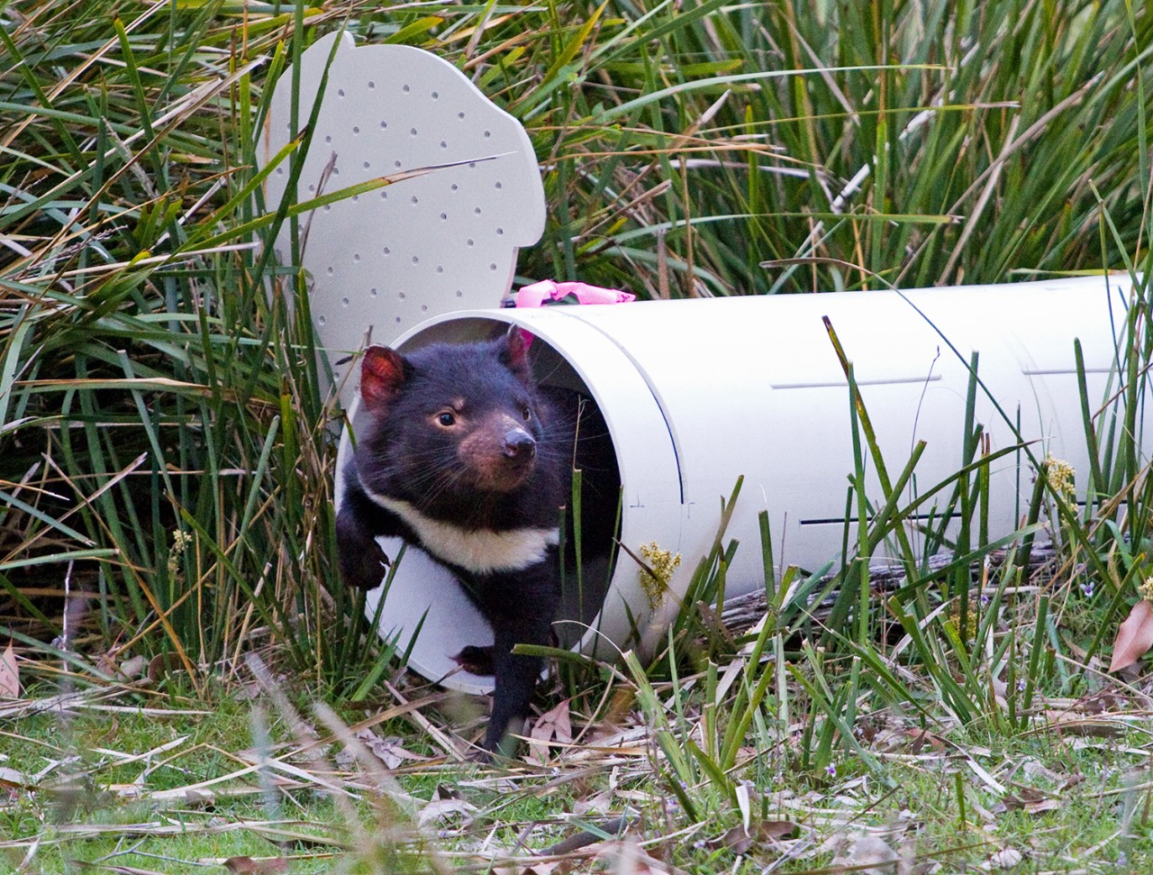 Picture of Tasmanian Devil