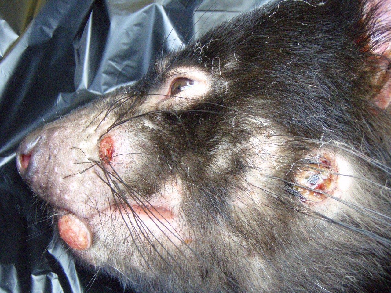 Tasmainian Devil with Devil Facial Tumour Disease