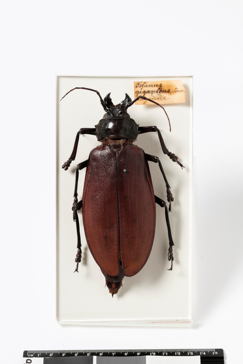 The Macleay Museum's Titanus giganteus specimen