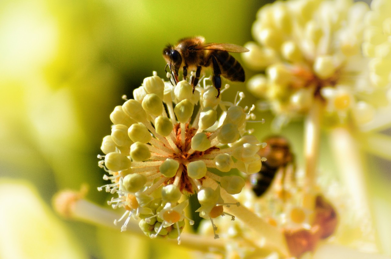 A bee landing on a flower