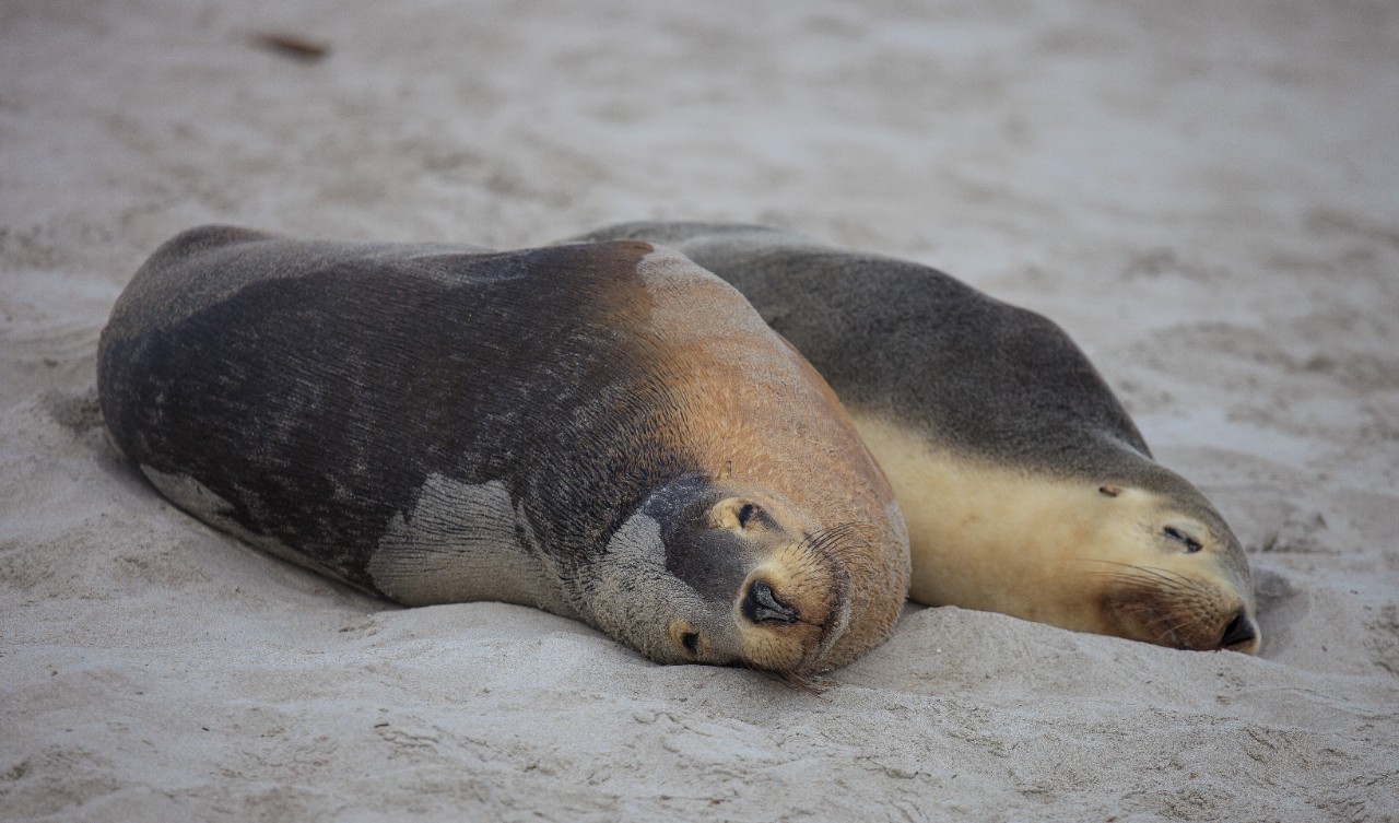 Pair of Australian sea lions on the beach
